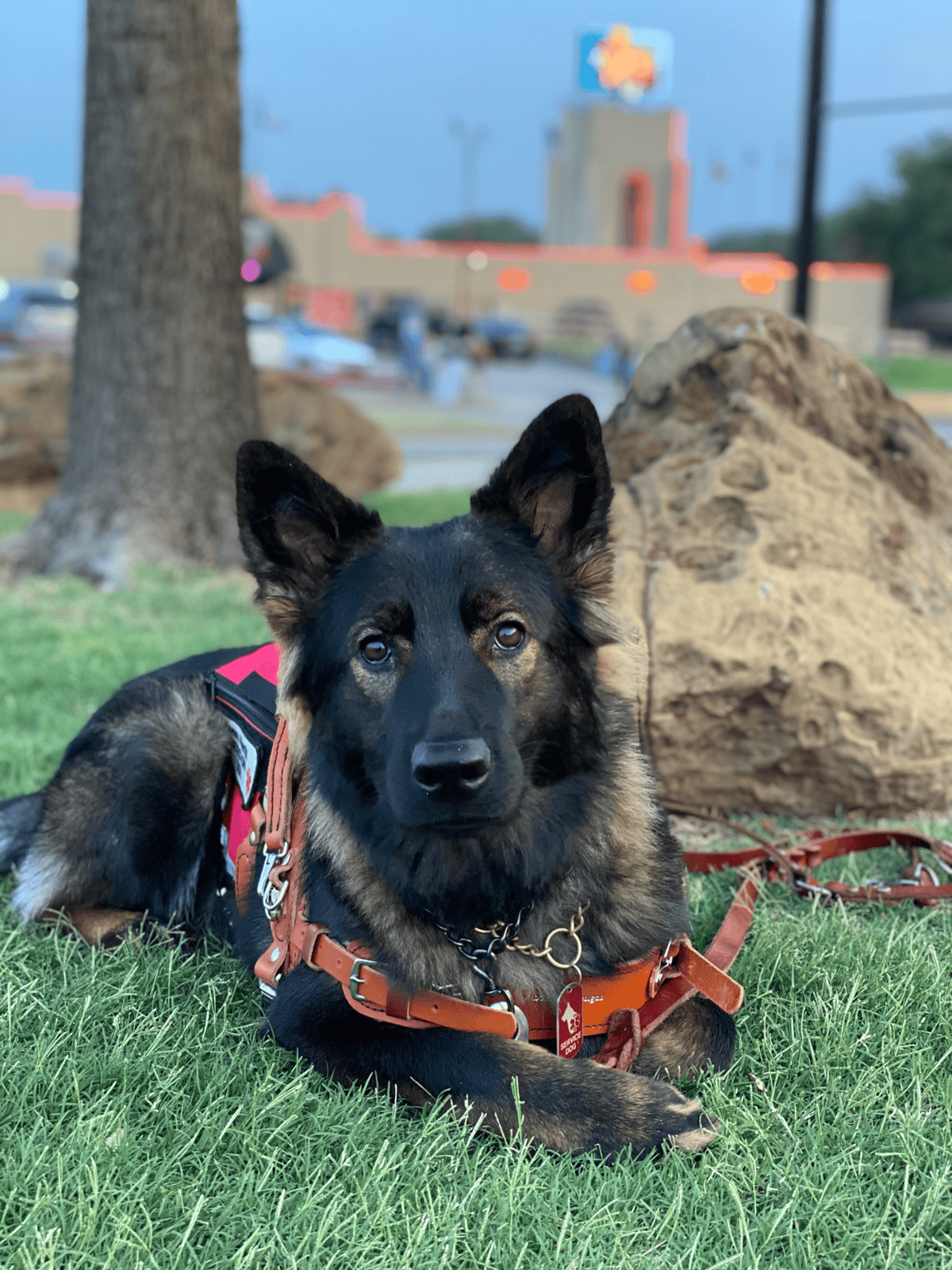 German Shepard Service dog looking at camera.